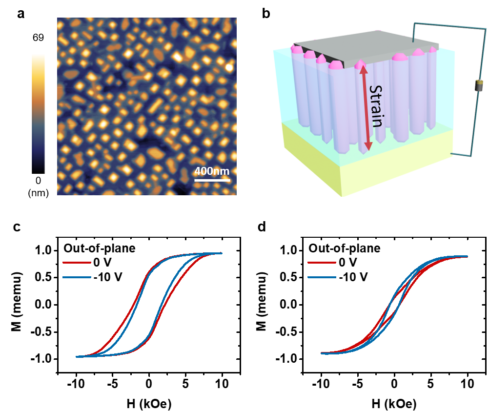 Figure 1. ME effect in the VAN film. (a) AFM image of the sample surface. (b) Schematic illustration of the strain mediated ME effect VAN films. (c) Magnetic hysteresis loops along the OOP direction and (d) magnetic hysteresis loops along the IP direction